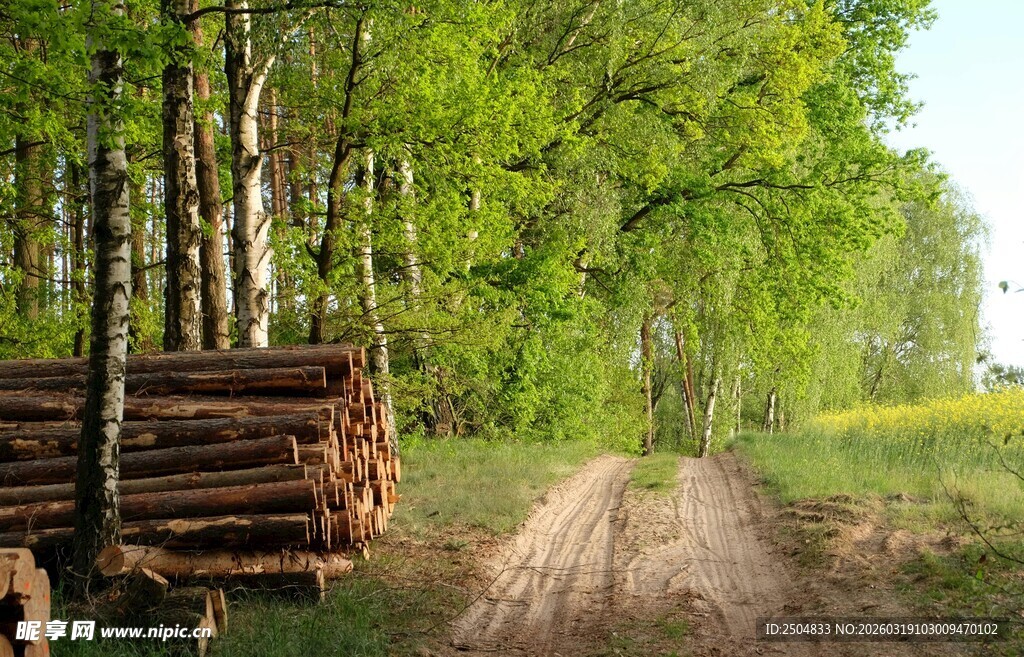 林间木垛与蜿蜒小路