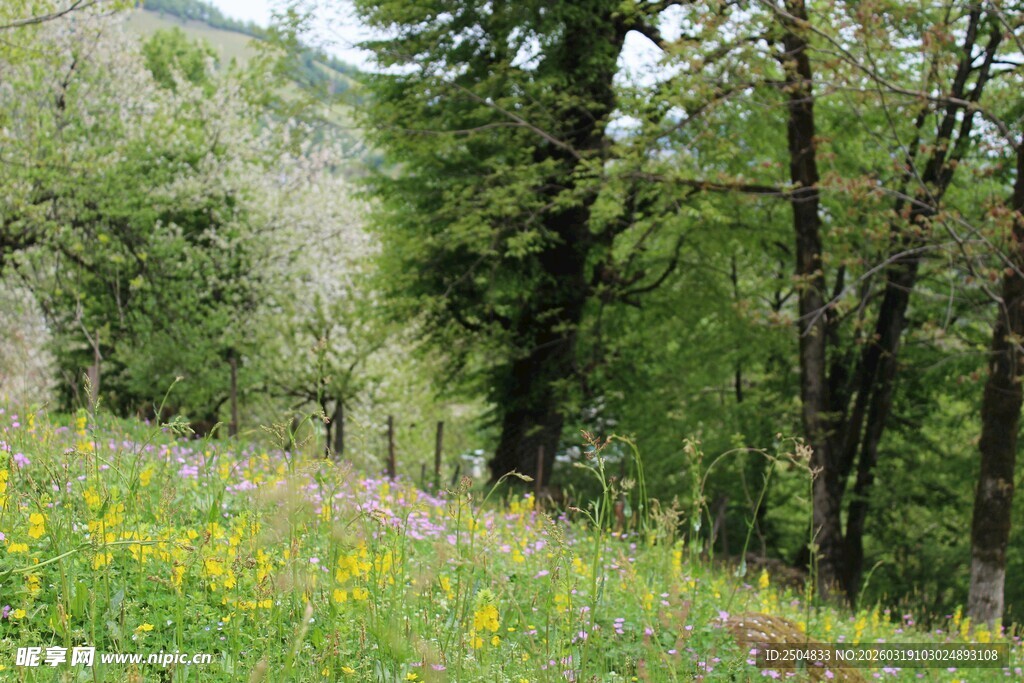 山间野花与葱郁树木景观