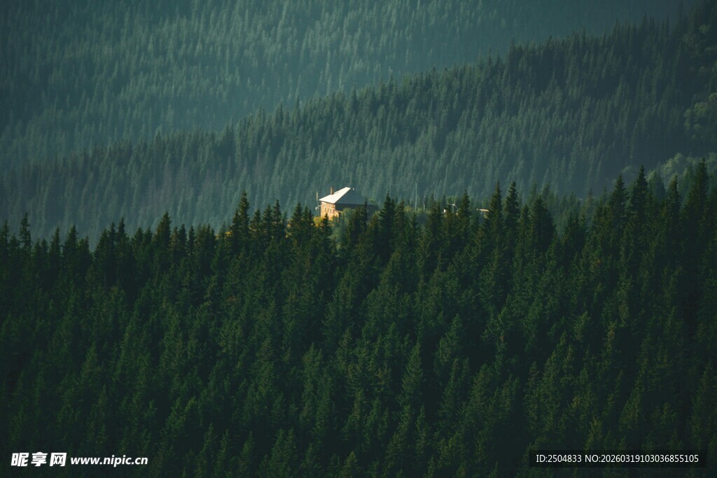 山林间的孤独动物