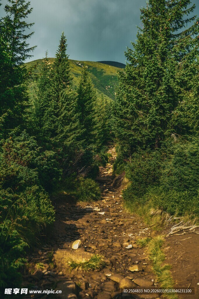 山间小径旁的茂密松林