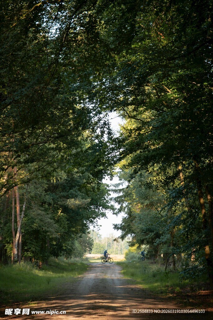 林间幽径 光影斑驳的美景