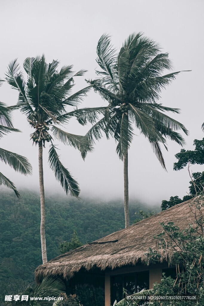 椰树下的茅草屋