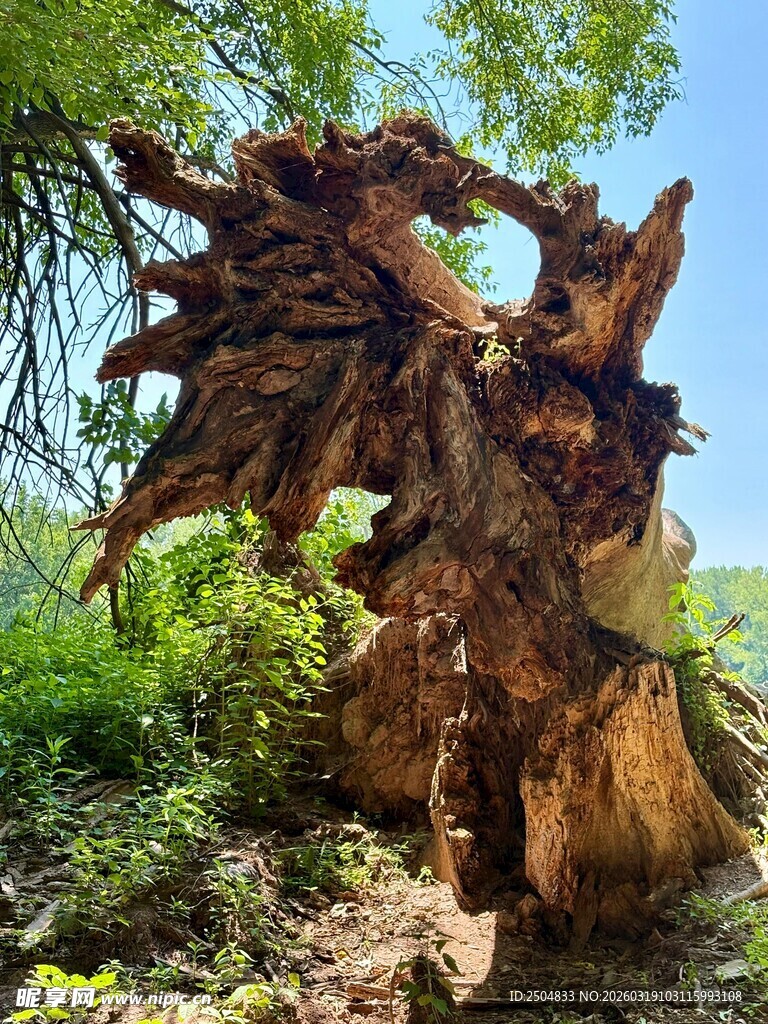 巨大奇特树根景观