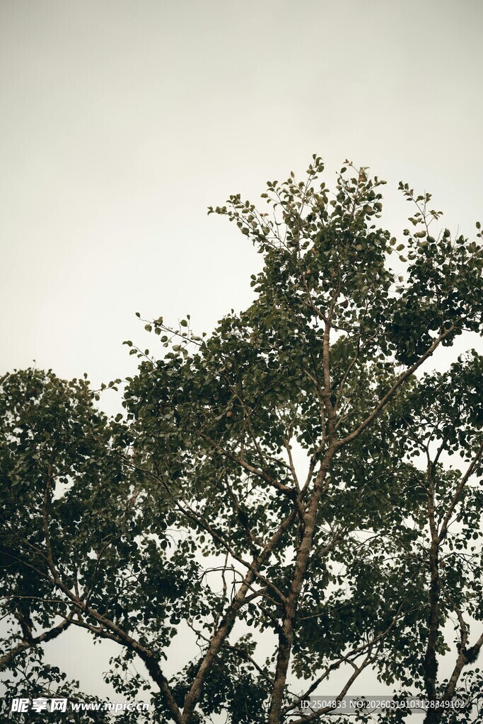 树梢之上的天空景象