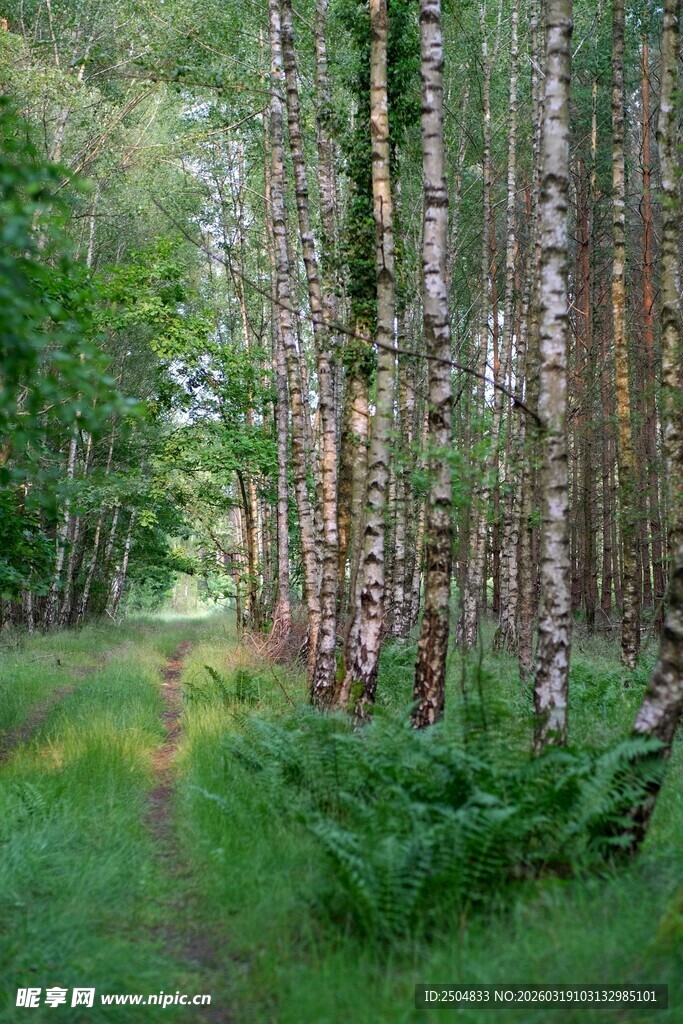 林间小径 桦树与绿植相伴