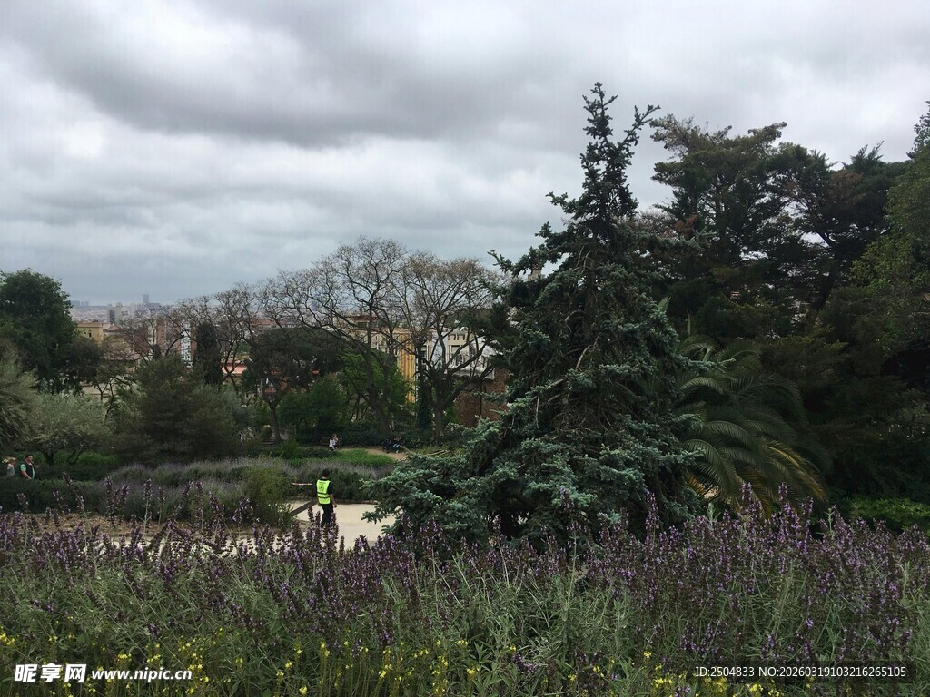 园林景观中的绿植与天空