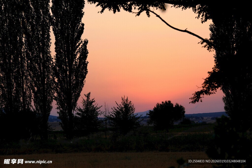 夕阳下的树木剪影