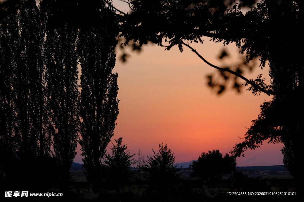 夕阳下的树木剪影
