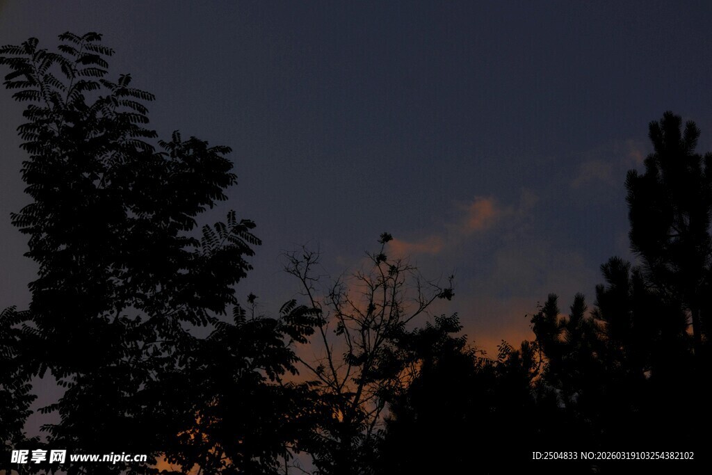 黄昏下的树木剪影