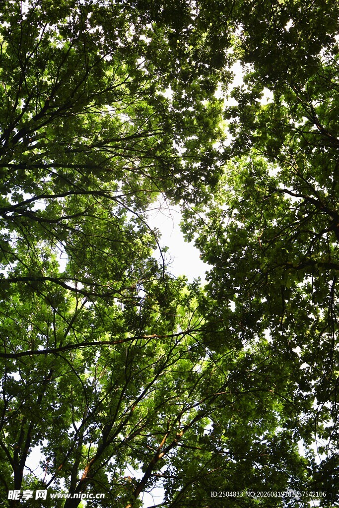 仰视茂密翠绿的树冠
