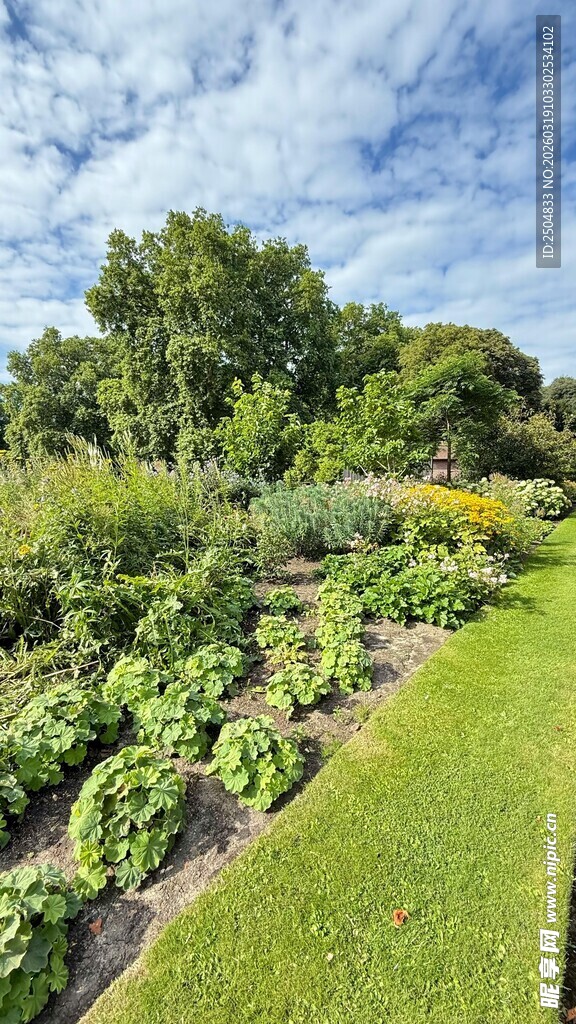 美丽花园绿植景观