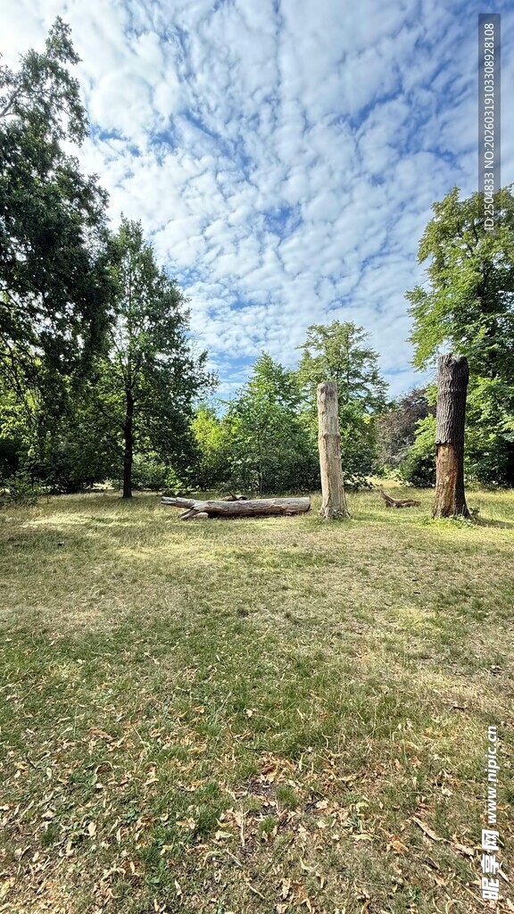 林间开阔草地风景