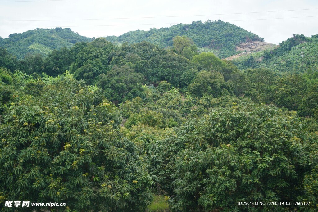 郁郁葱葱的山林景色