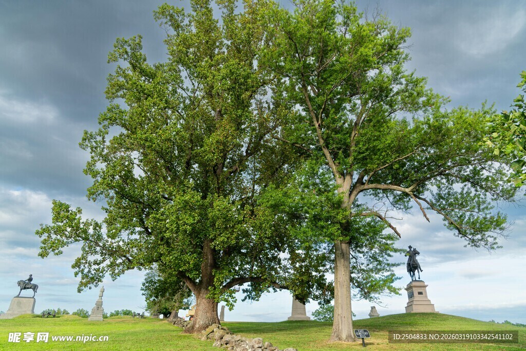 田野中的葱郁大树