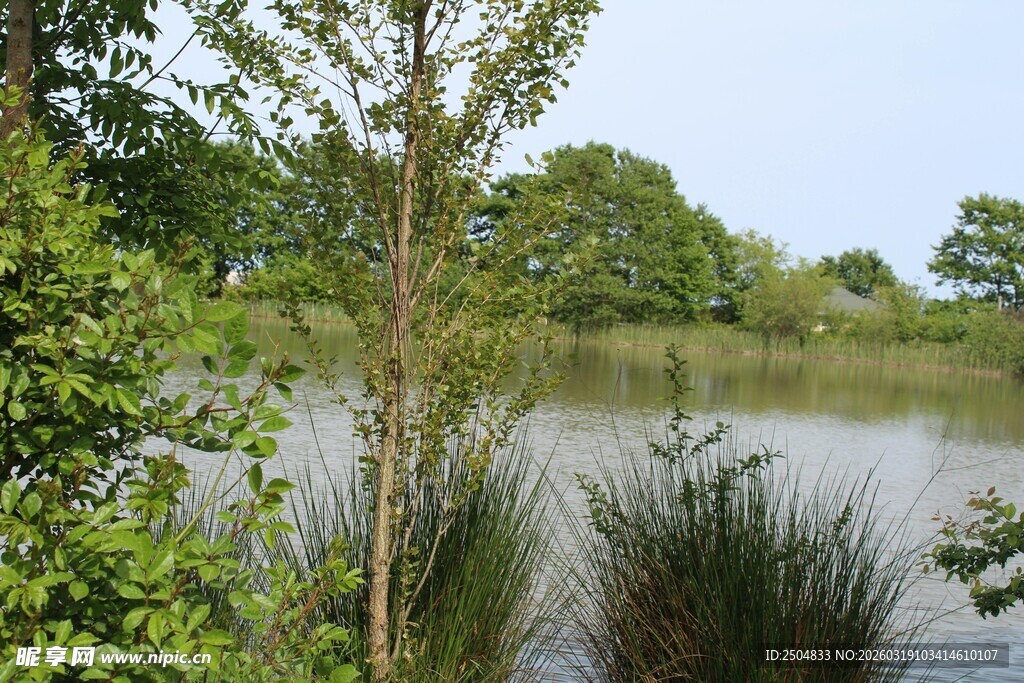 湖畔绿植环绕的自然景致