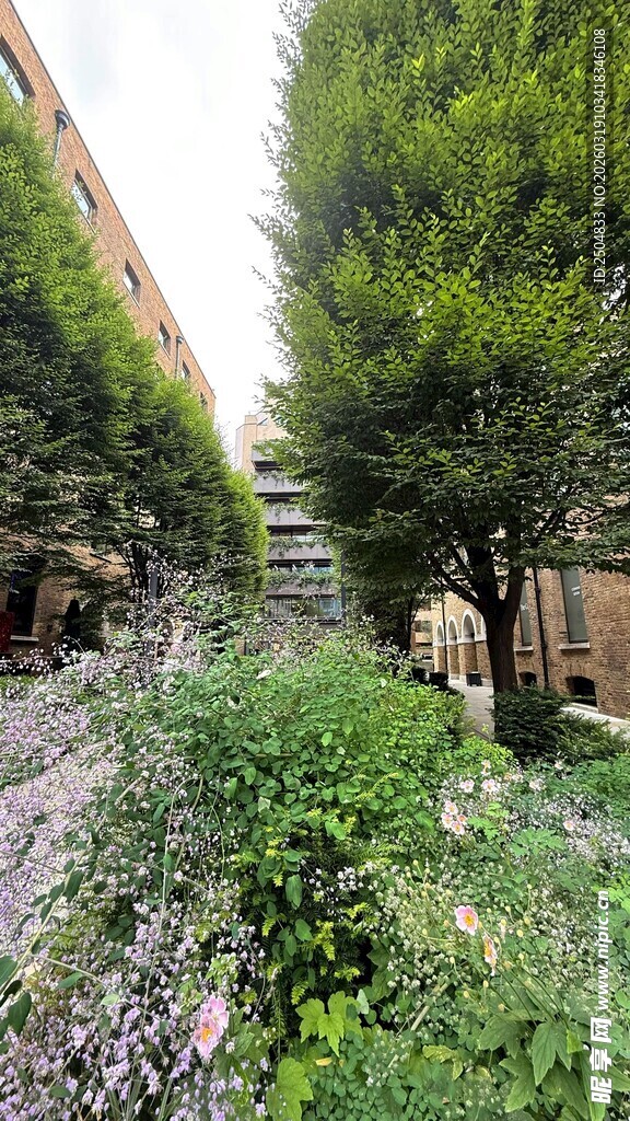 庭院绿植景观 一人漫步