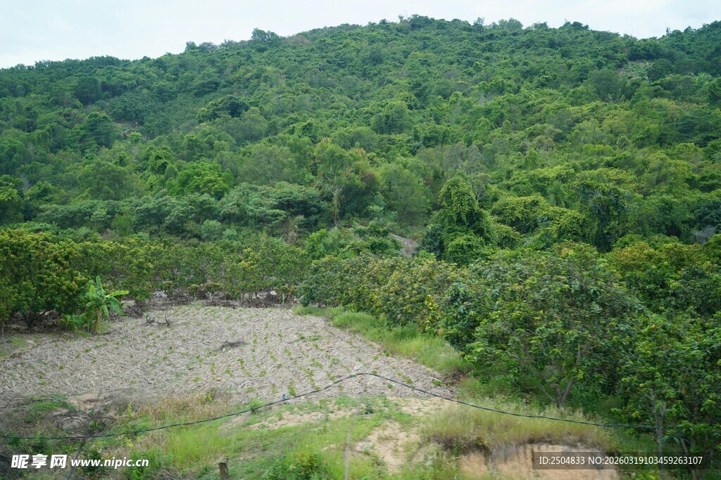绿意盎然的山林景观