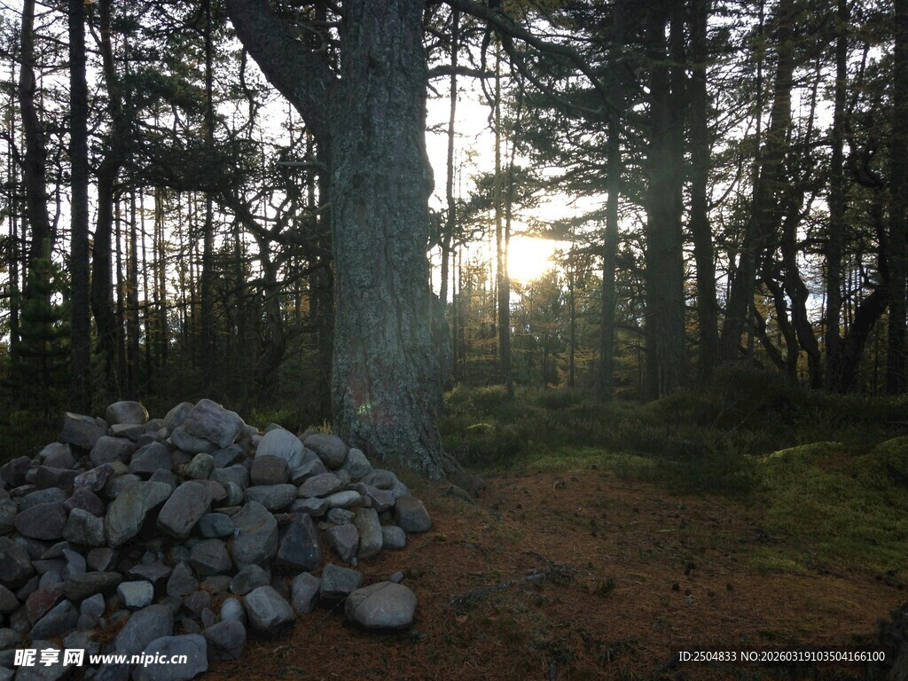 林间阳光洒落石堆景观