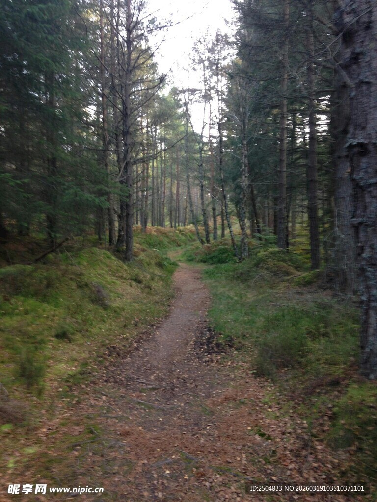 林间小径 静谧自然之景