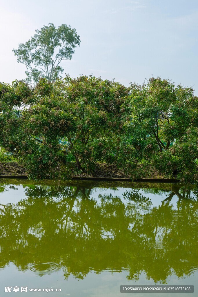 湖畔绿树倒影 静谧风光