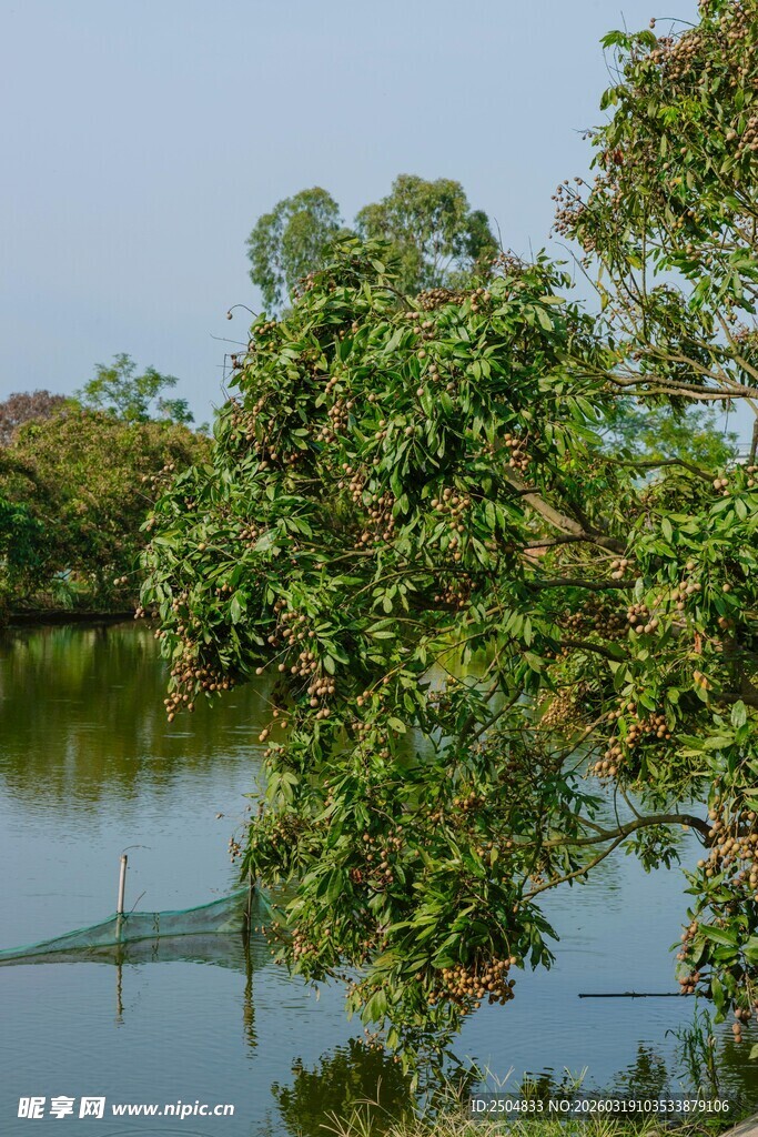 湖畔绿树倒映宁静美景