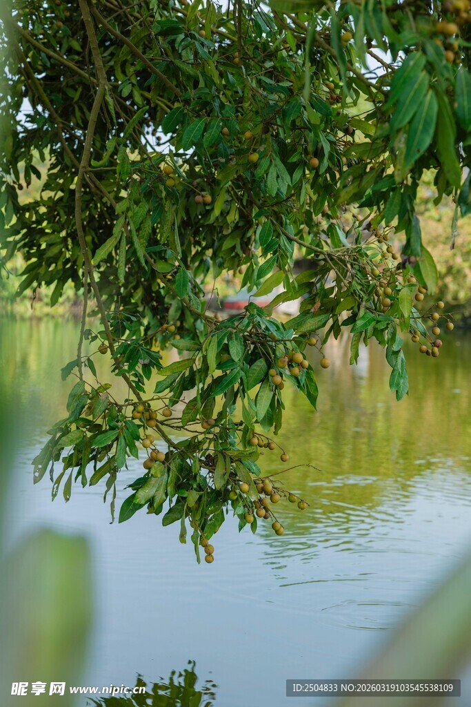 湖畔绿荫 静谧自然景致