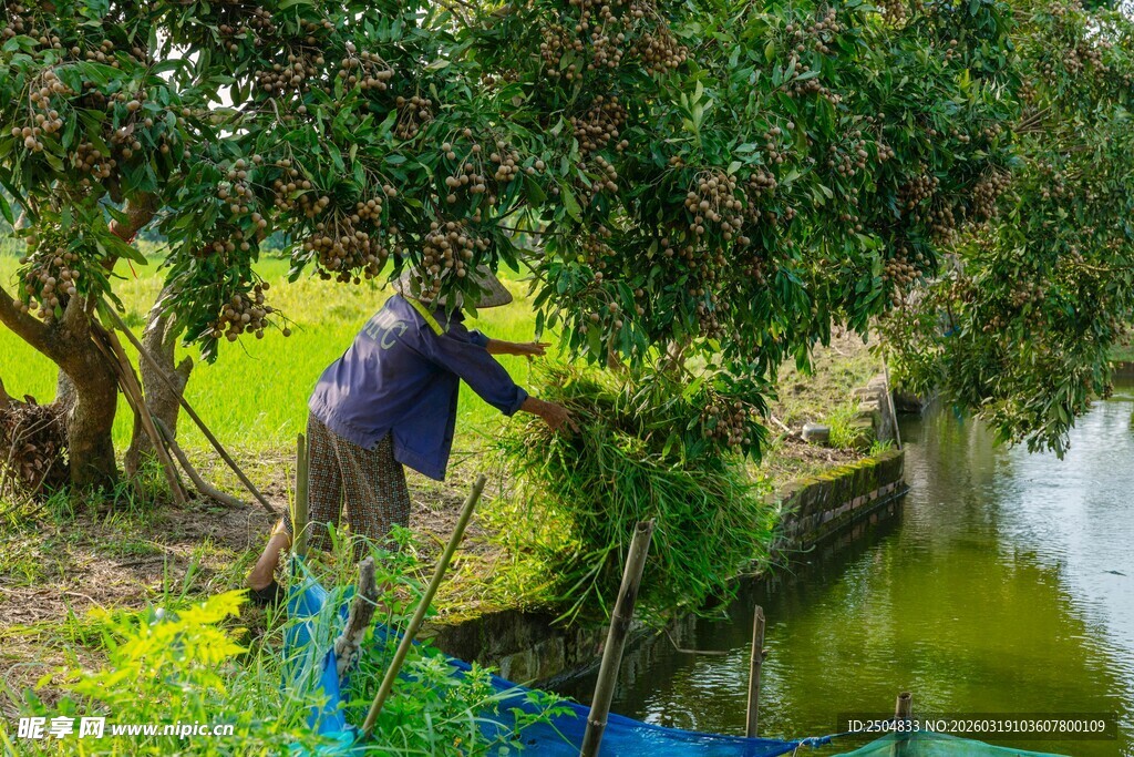 果农池塘边修剪果树