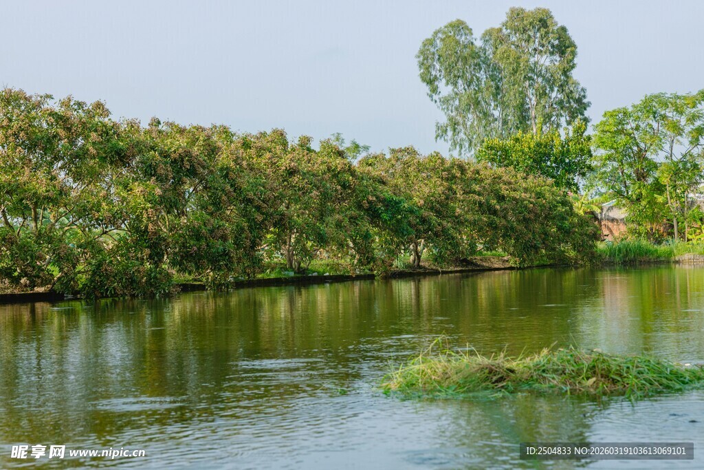 宁静河畔绿树成荫的美景