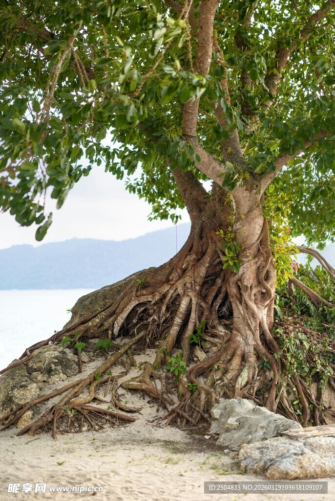 海岸边盘根错节的茂盛大树