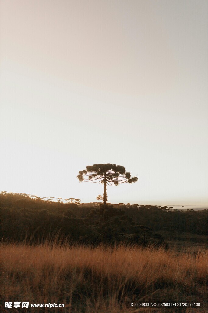 孤树屹立于旷野