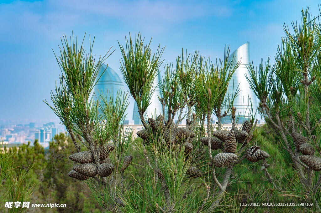 草原上的帐篷与绿植