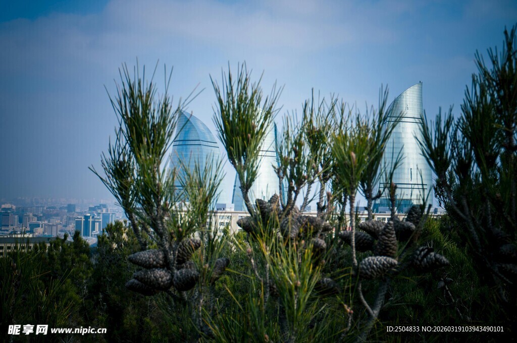 蓝天映衬下的挺拔绿植