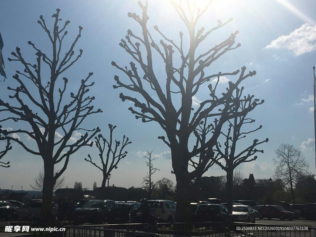 冬日阳光下的枯树林