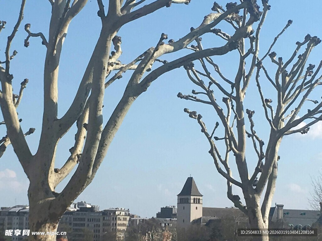 冬日枯树后的城市景观