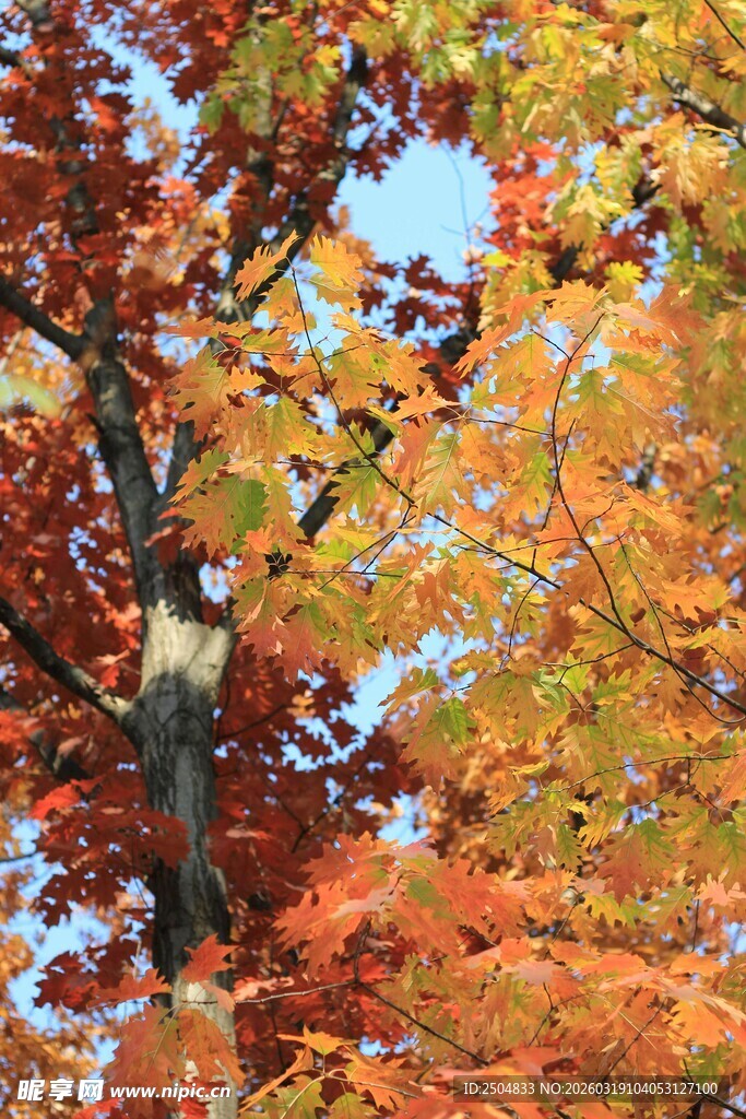秋日绚烂枫叶树景