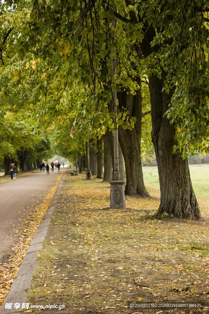秋日林荫道 落叶铺满地