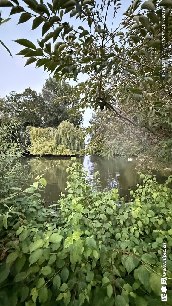 林间绿意中的隐秘水景