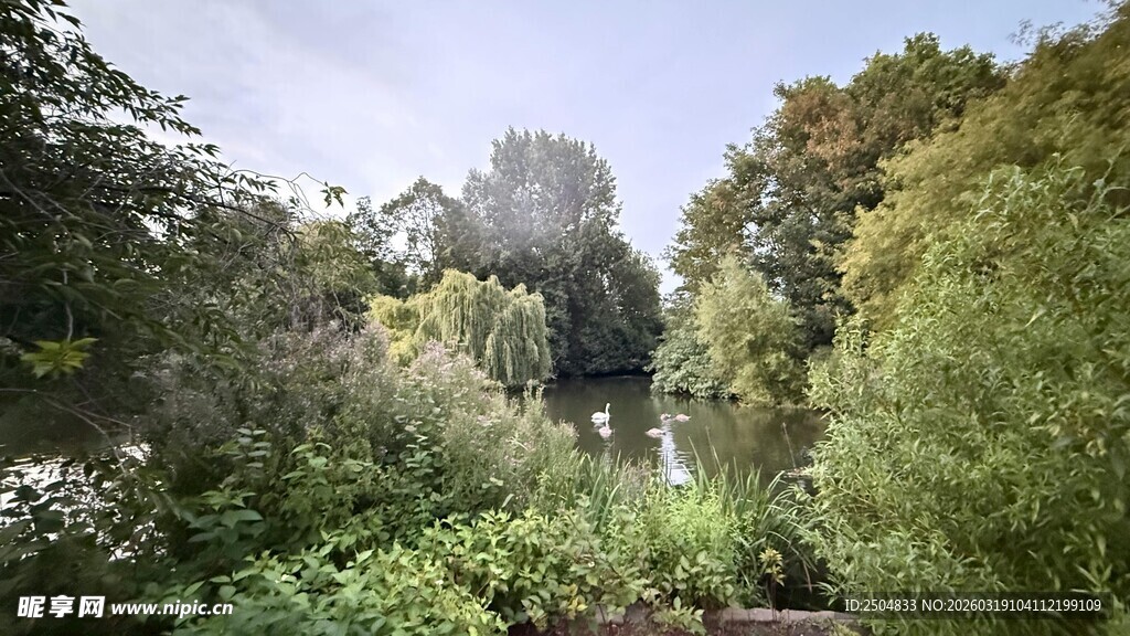 静谧自然的林间景致