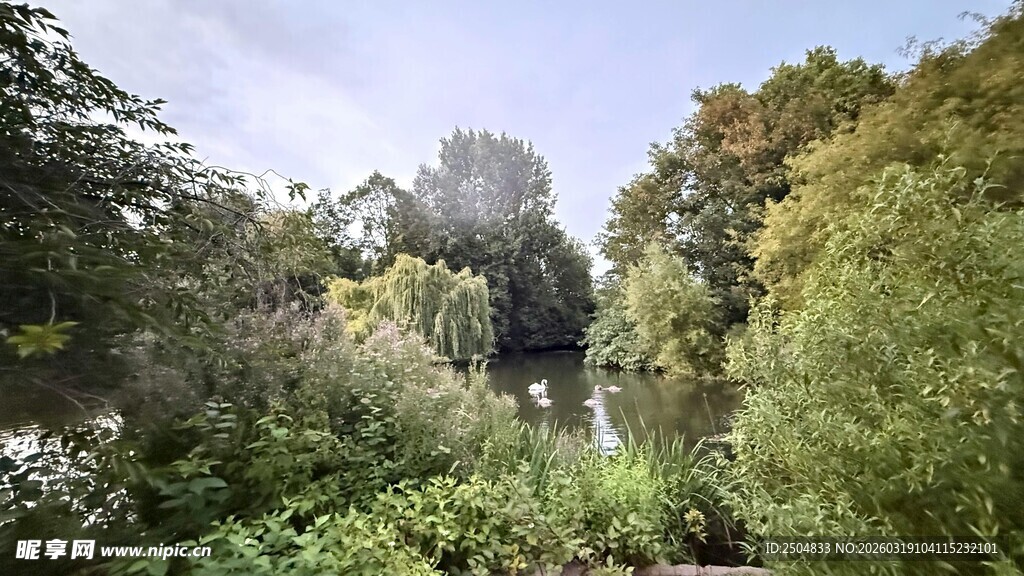 林间繁茂植被景观