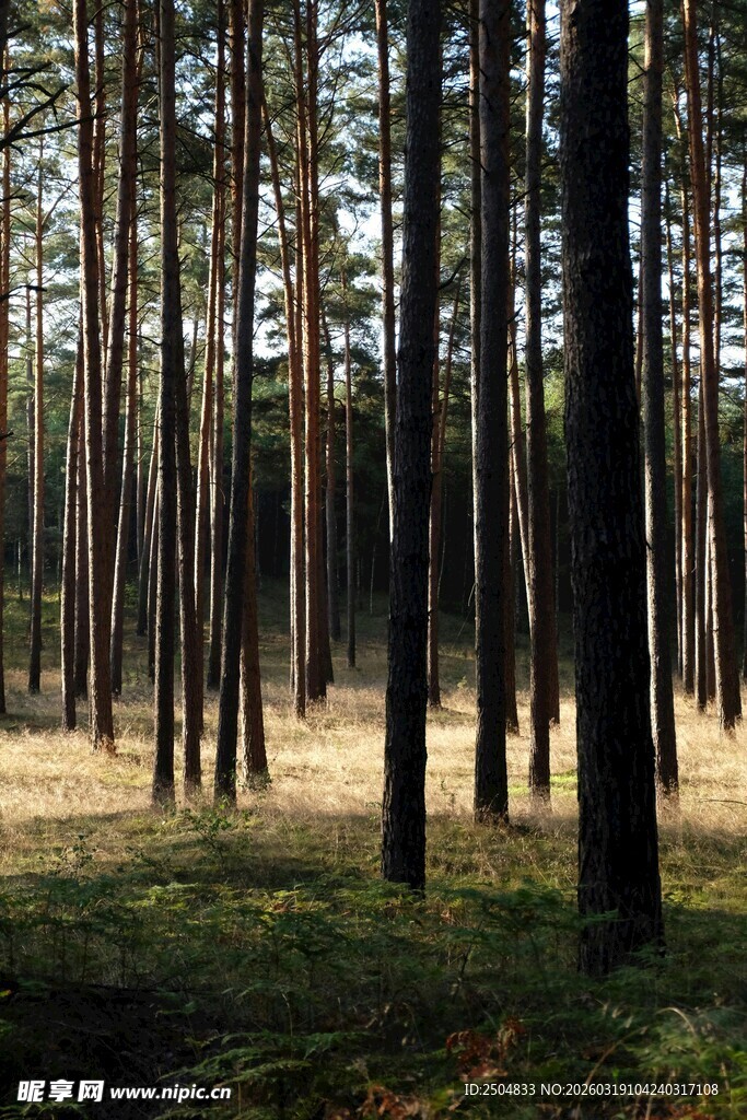 阳光洒落的静谧松树林
