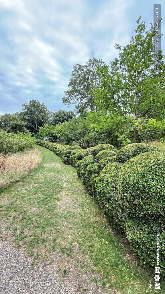绿意盎然的乡村小径