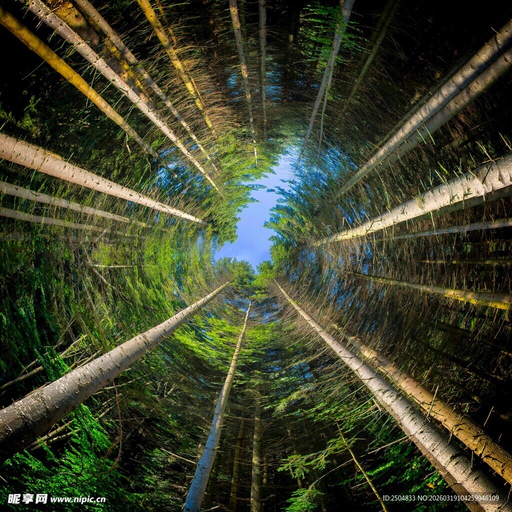 仰望森林中的通天树木