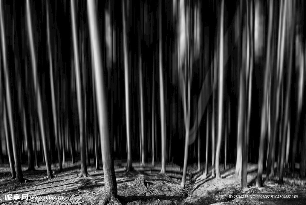 黑白森林中的静谧树干