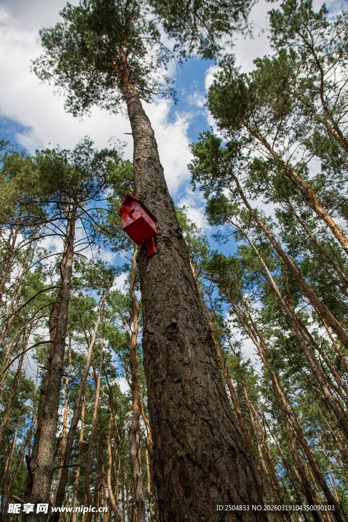 森林中攀爬大树的冒险者