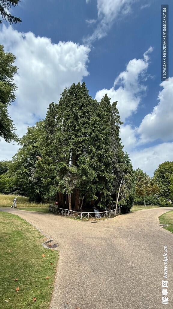 林间蜿蜒小路 绿意盎然