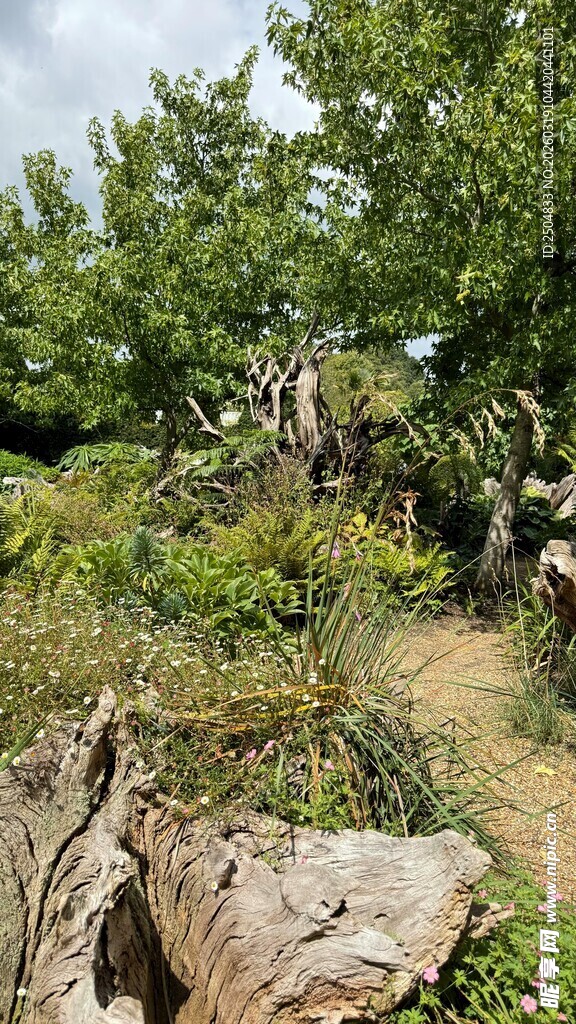 林间小径 自然草木景致