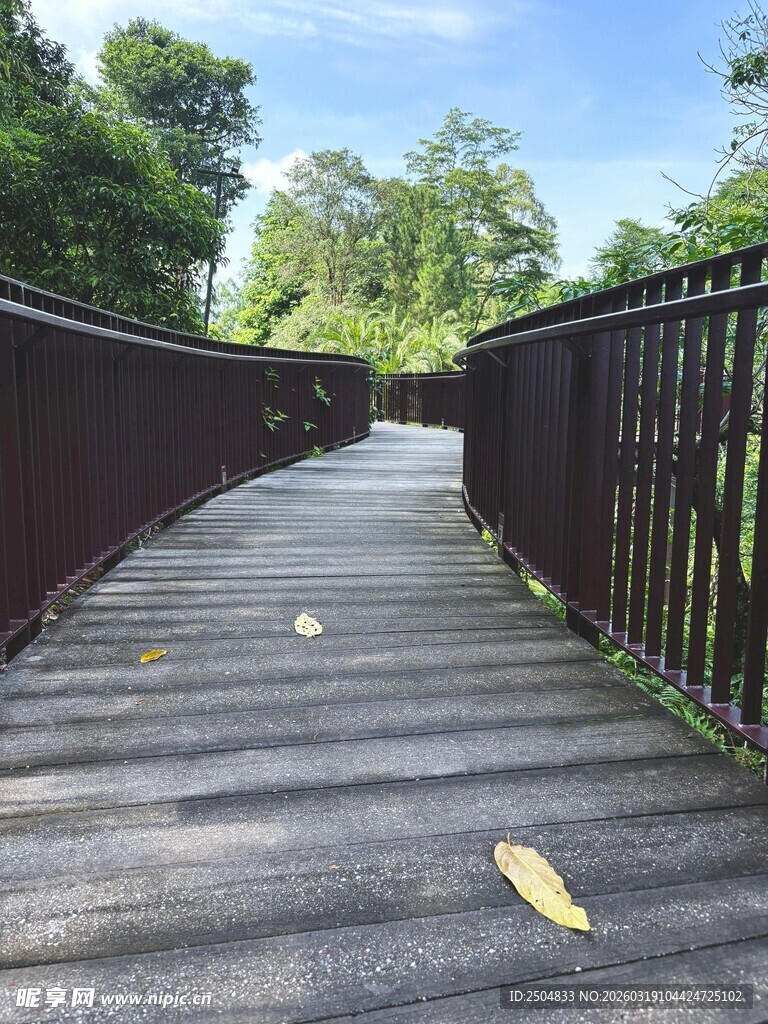 林间步道 独叶静躺