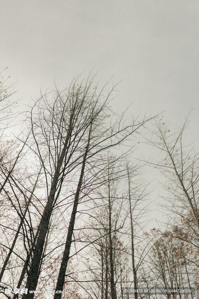 冬日枯树林景象