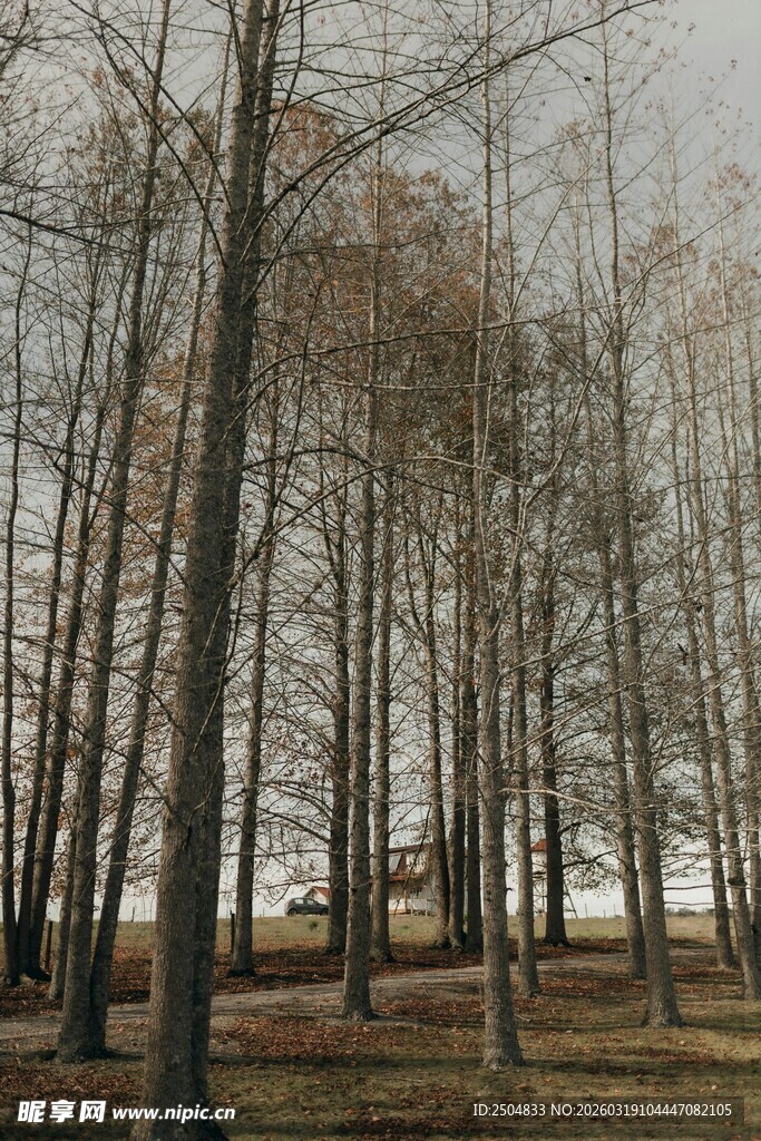 冬日萧瑟树林景观