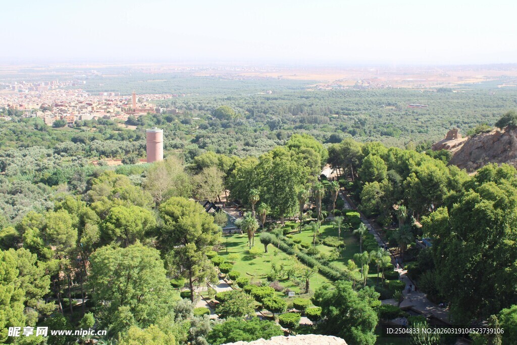 绿意盎然的森林景观